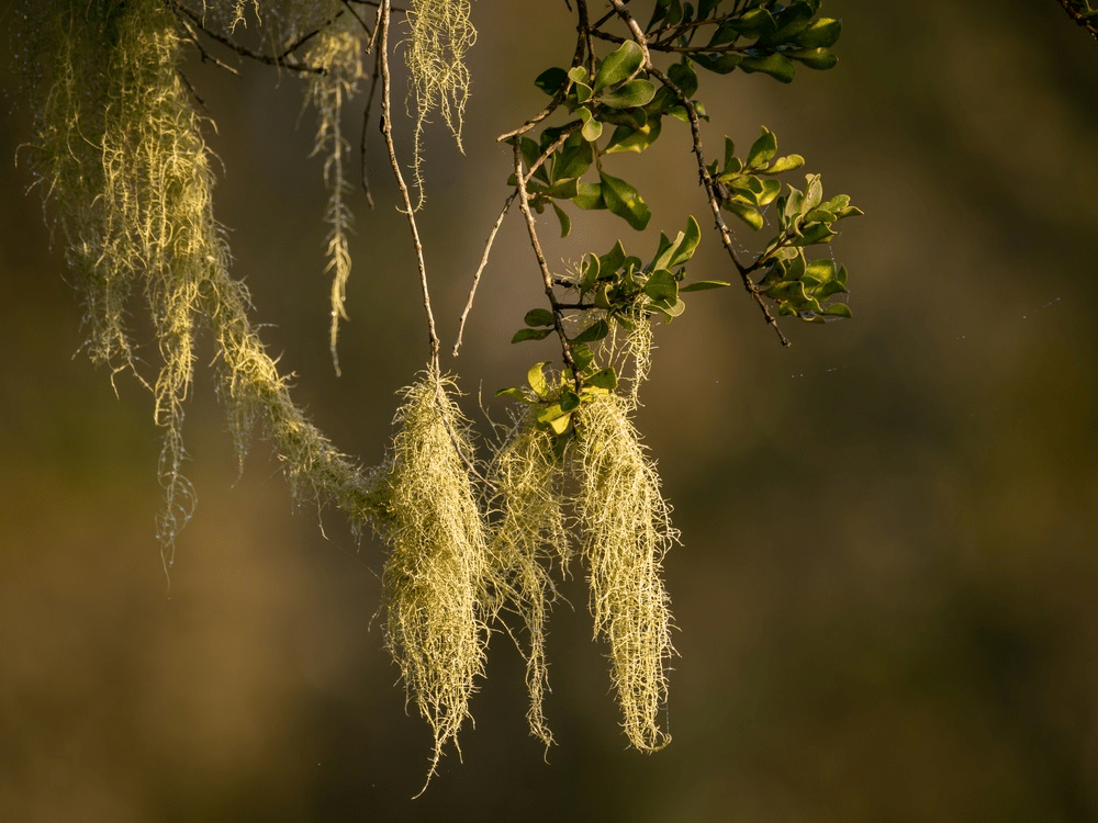 Old Man's Beard