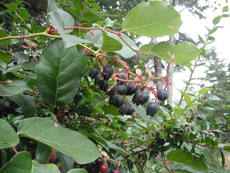 Salal