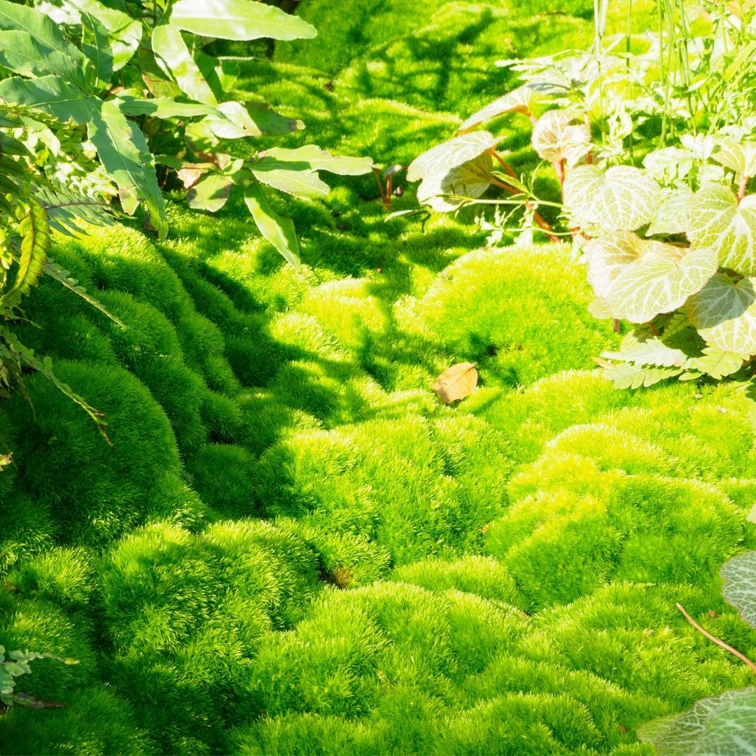 Broom Forkmoss