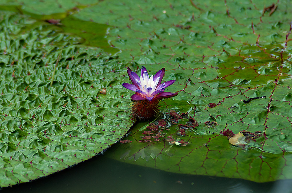 Prickly Water Lily