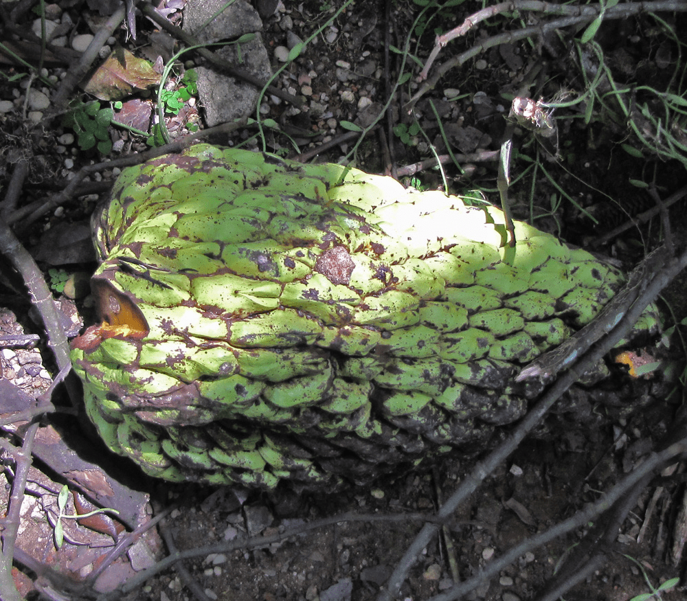 Junglesop