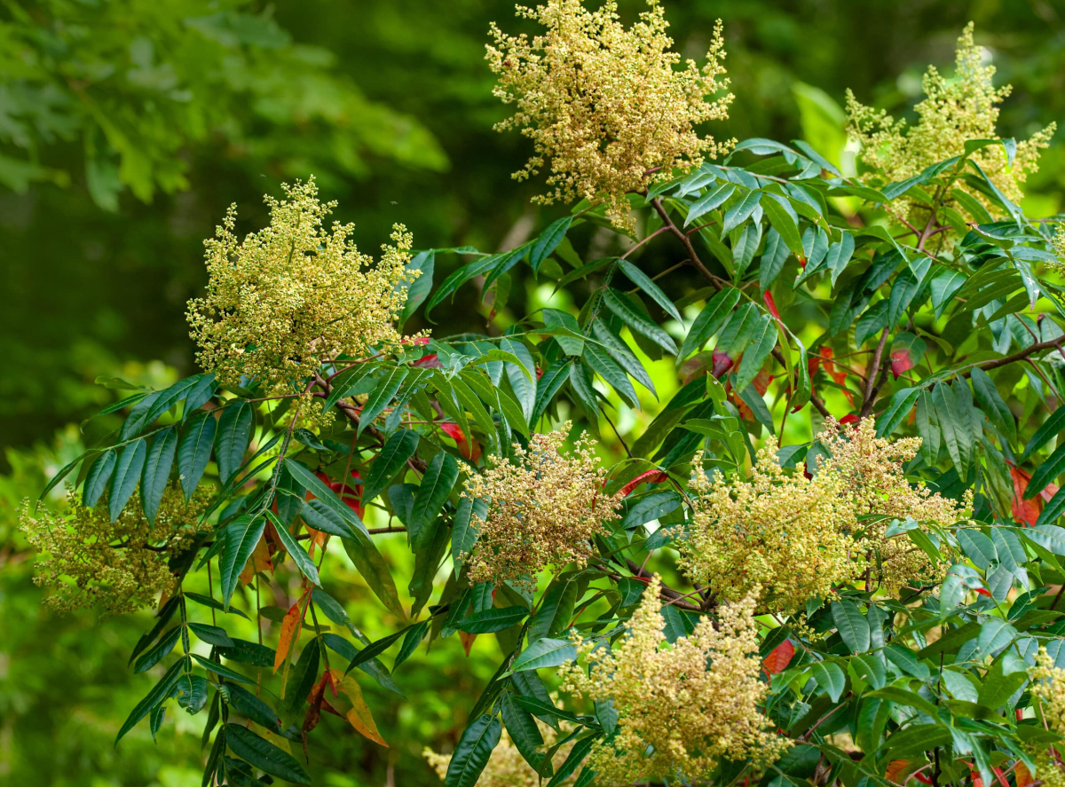 Winged Sumac