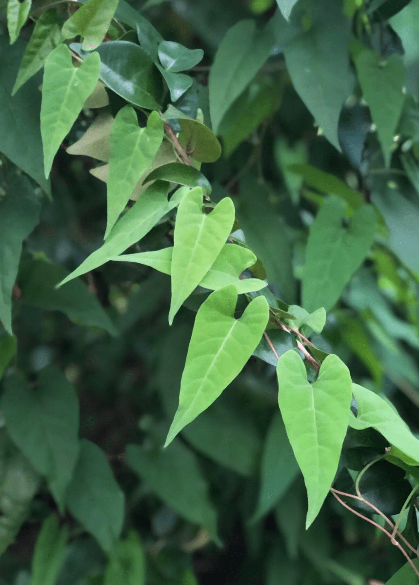 Chinese Knotweed