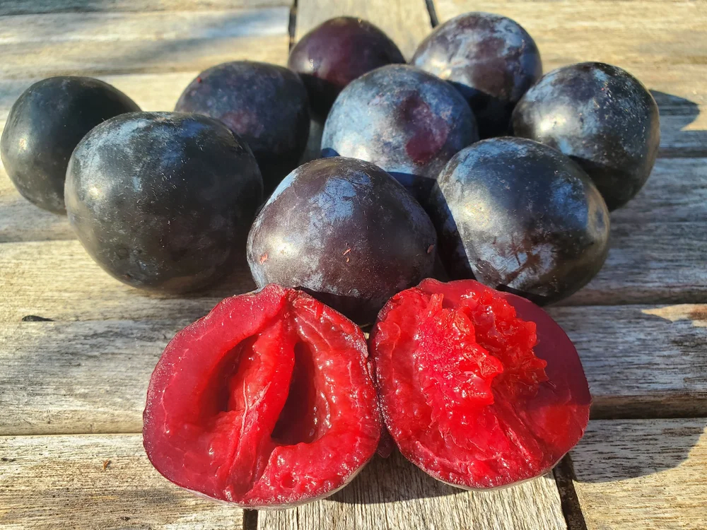 Davidson's Plum