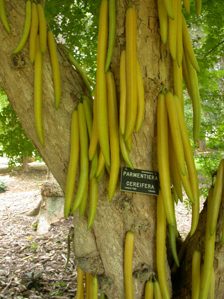Cuajilote