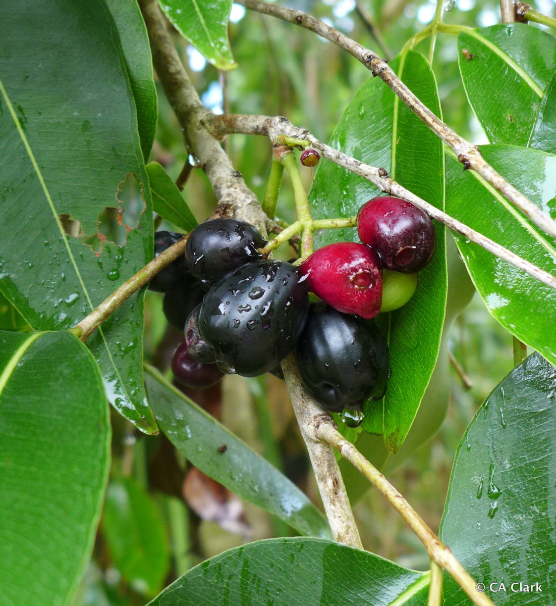 Java Plum