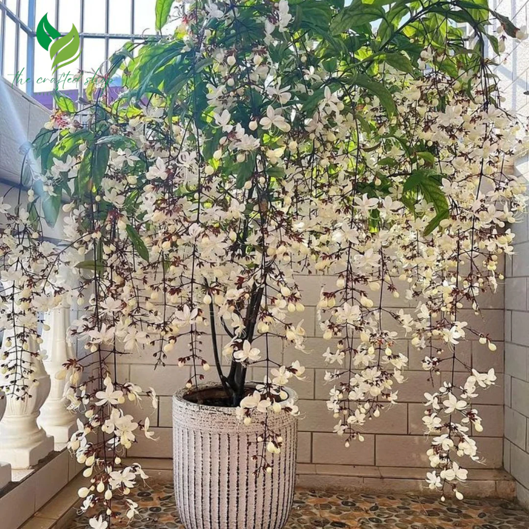 Wallich's Glorybower