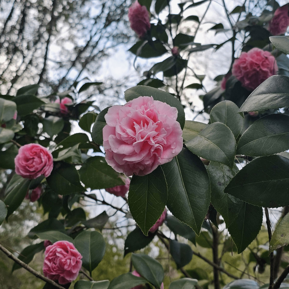 Debutante Camellia