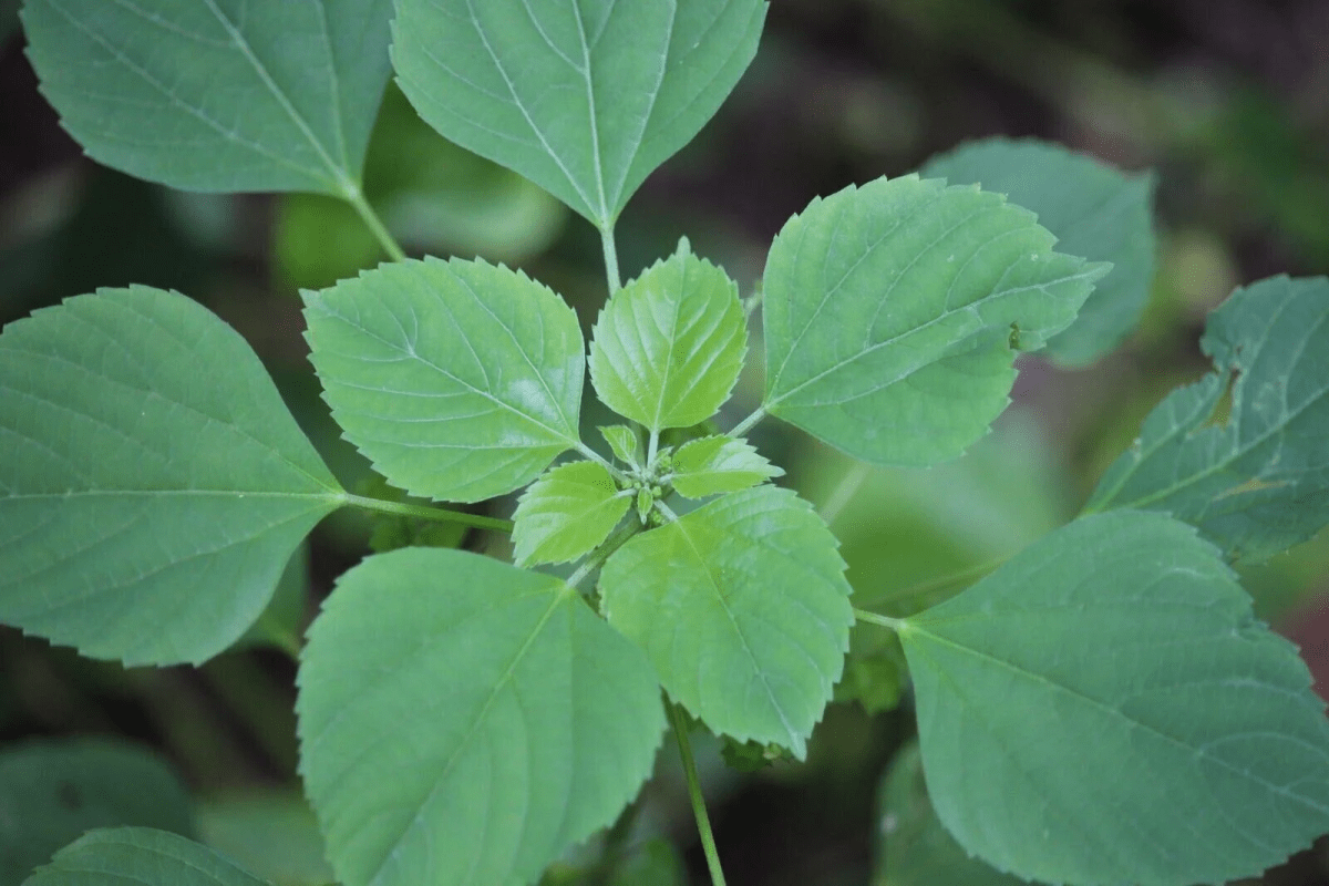 Indian Copperleaf