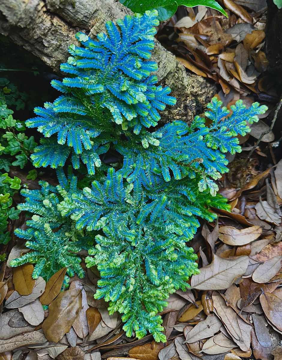 Willdenow's Spikemoss
