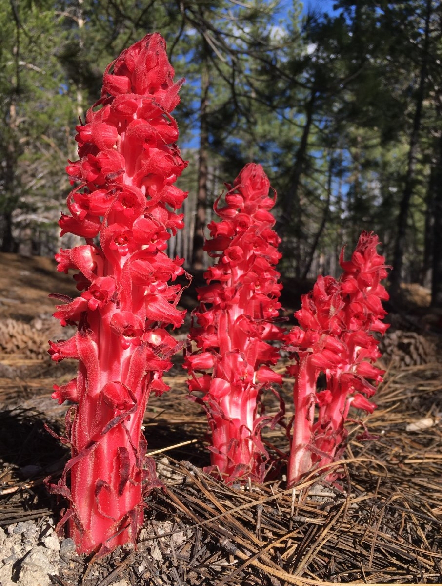 Snowplant