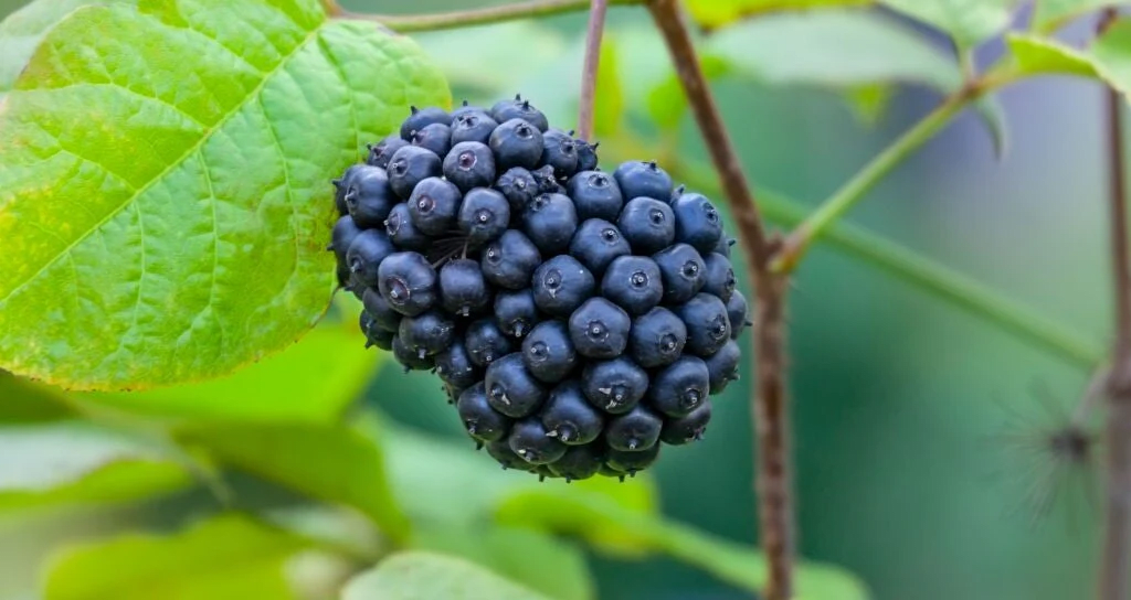 Siberian Ginseng