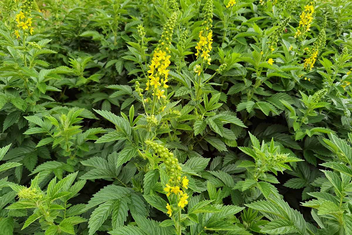 Agrimony