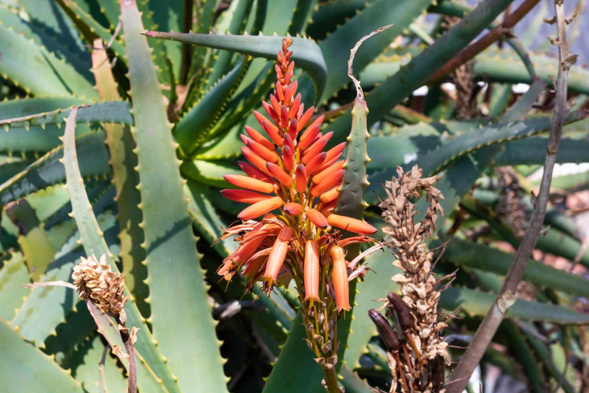 Cape aloe