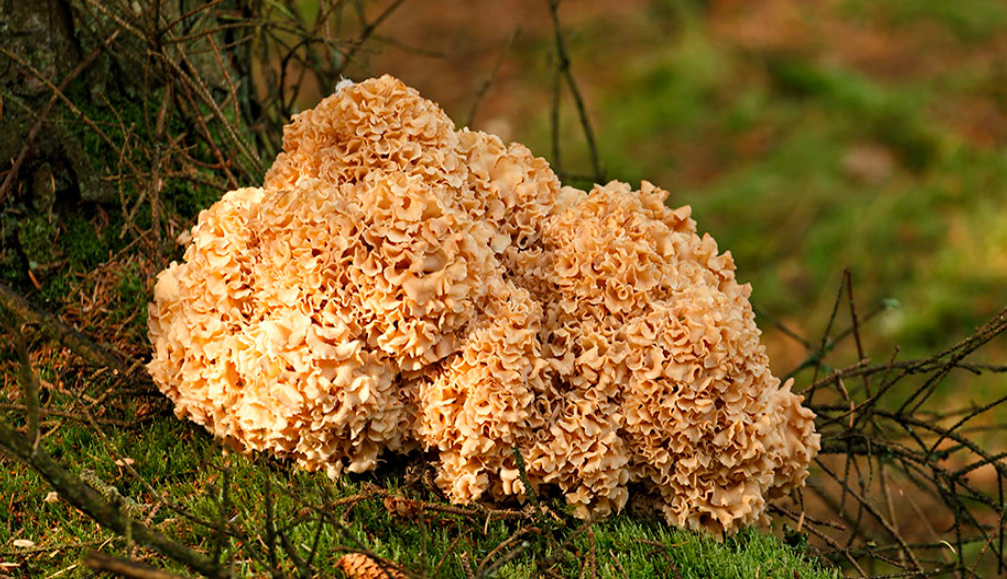 Cauliflower Fungus