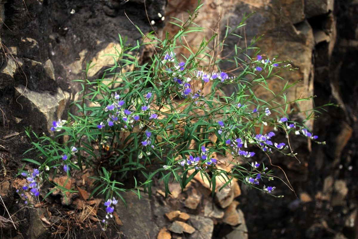 Radix Polygalae