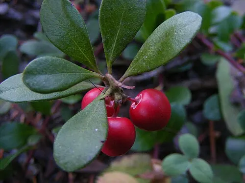 Bearberry