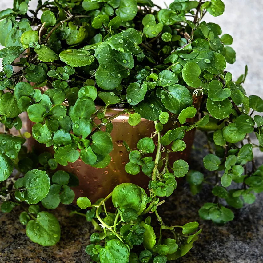 Watercress