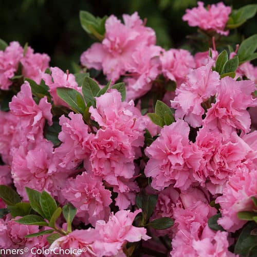 Double Pink Azalea
