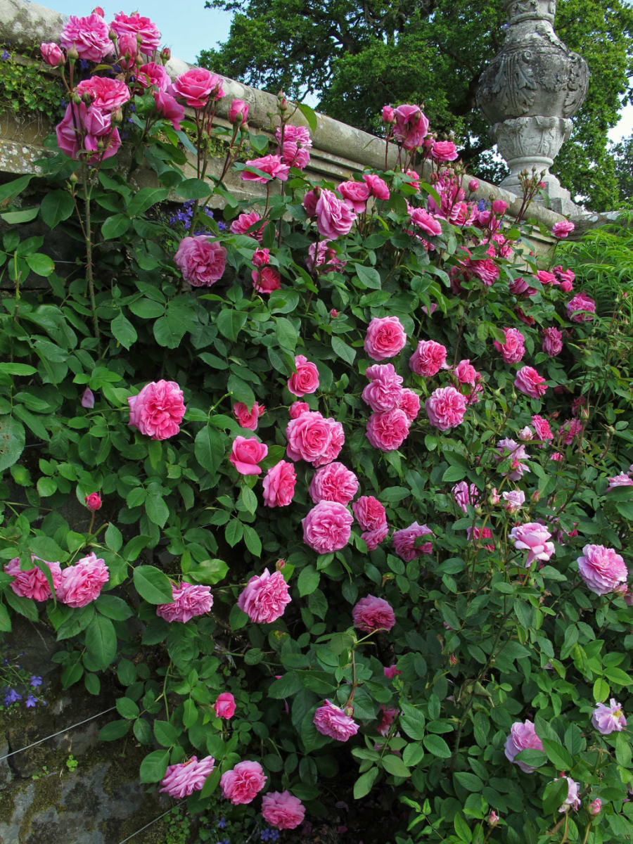 Gertrude Jekyll