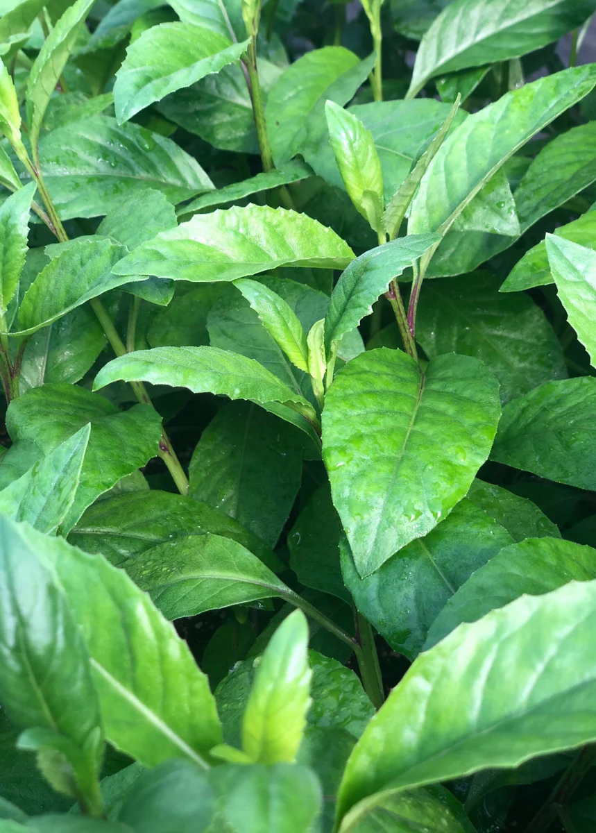 Longevity Spinach