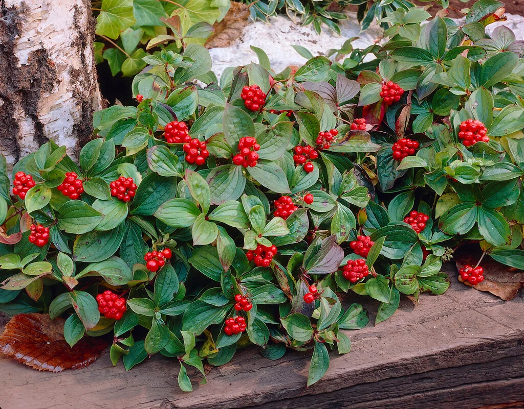 Bunchberry