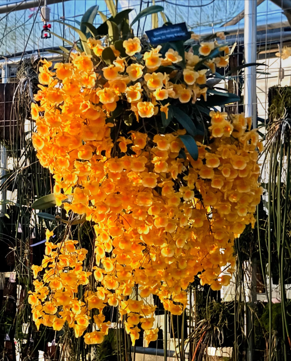 Dendrobium lindleyi
