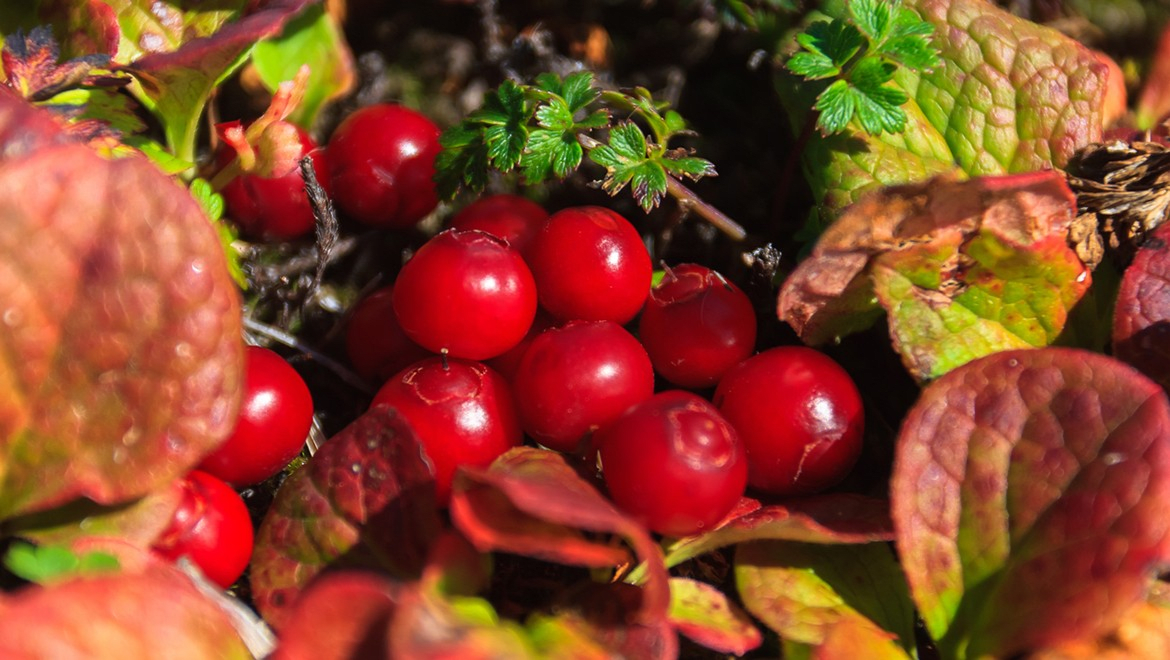 Kamchatka Bilberry