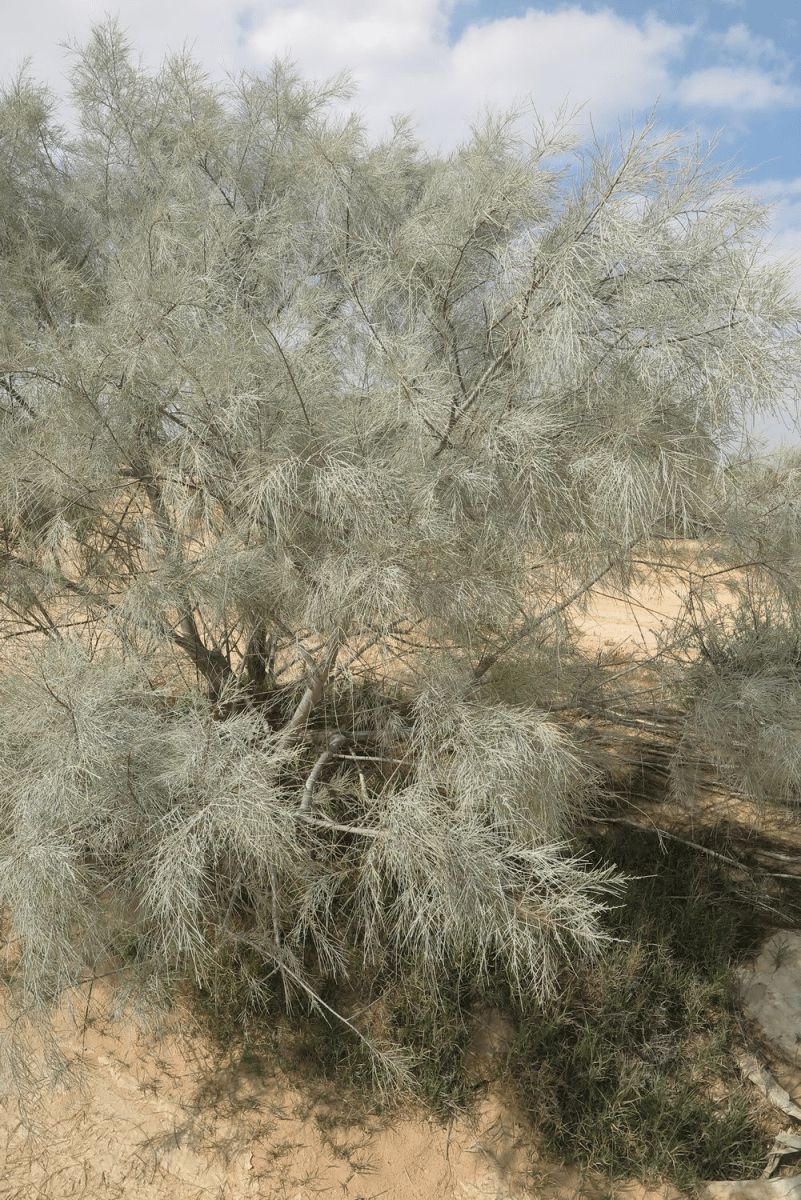Athel Tamarisk
