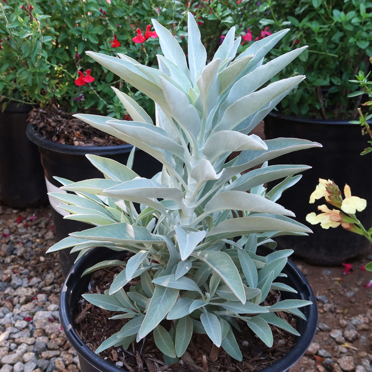 White Sage
