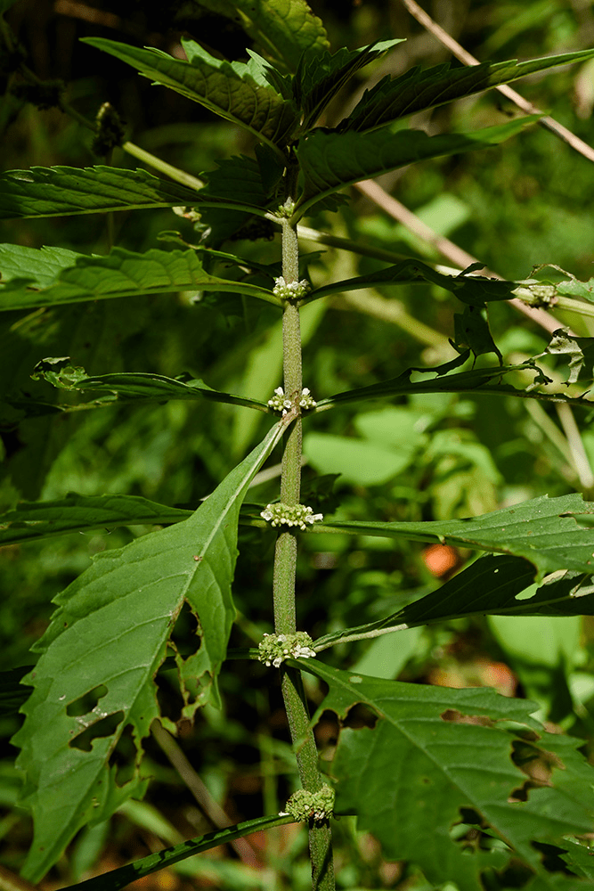 Bugleweed