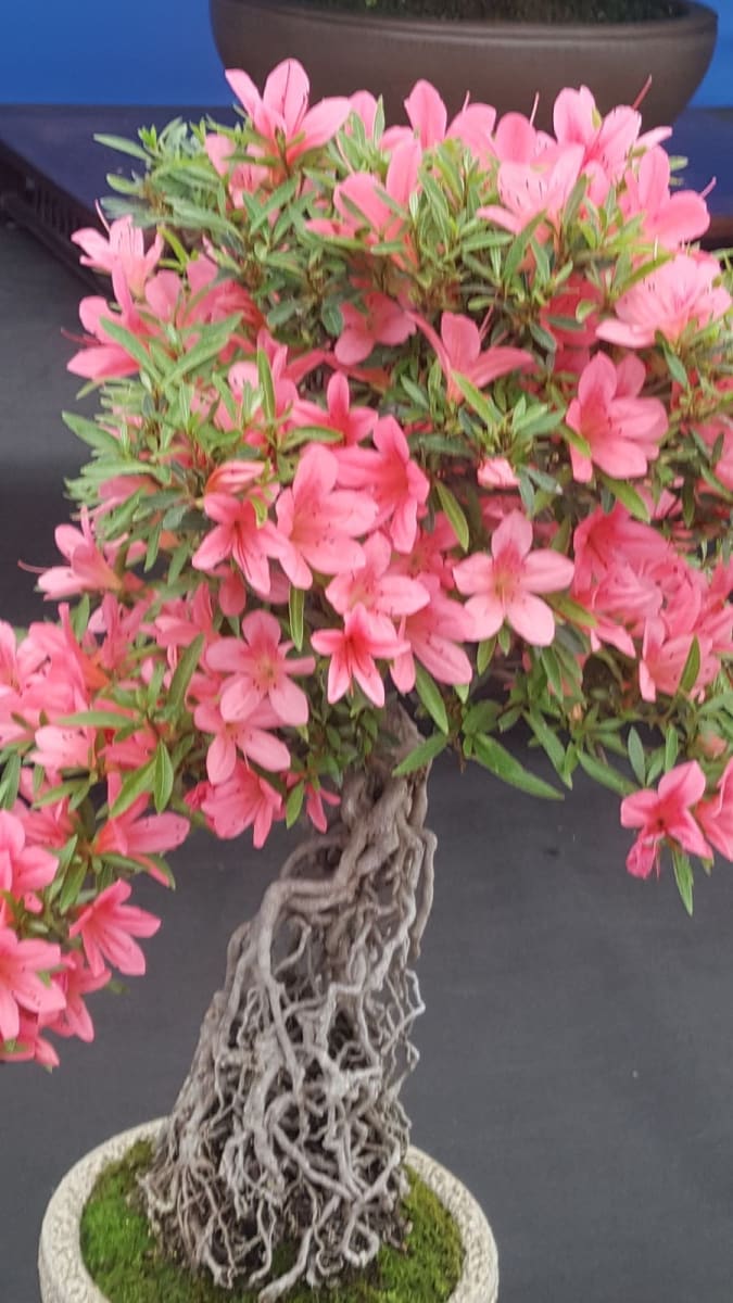tsutsusi azalea