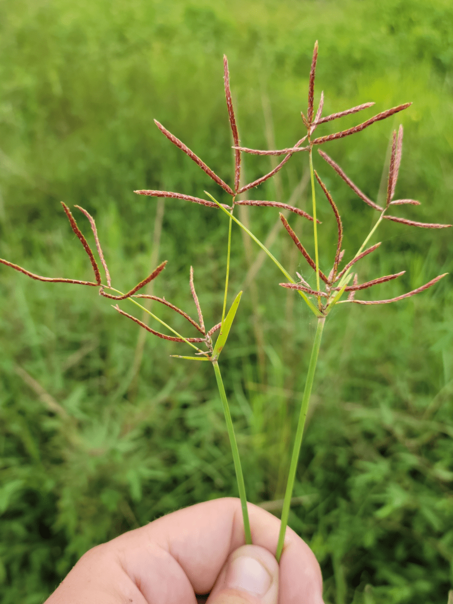 Nutgrass