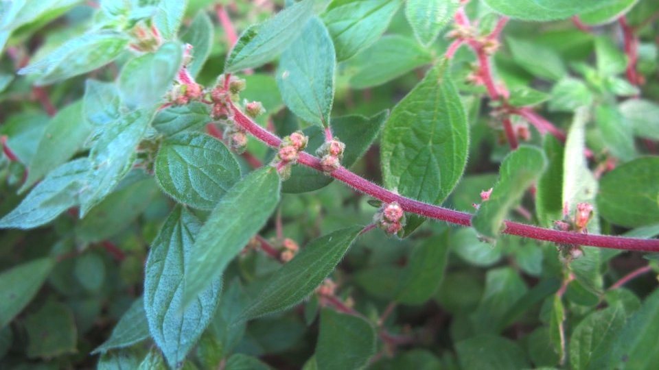 Spreading Pellitory