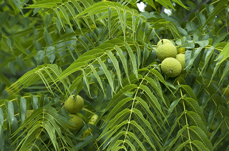 Black Walnut