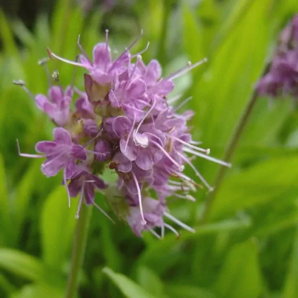 Spikenard