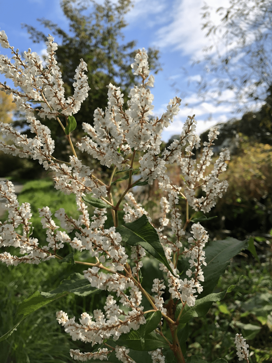 Himalayan Knotweed