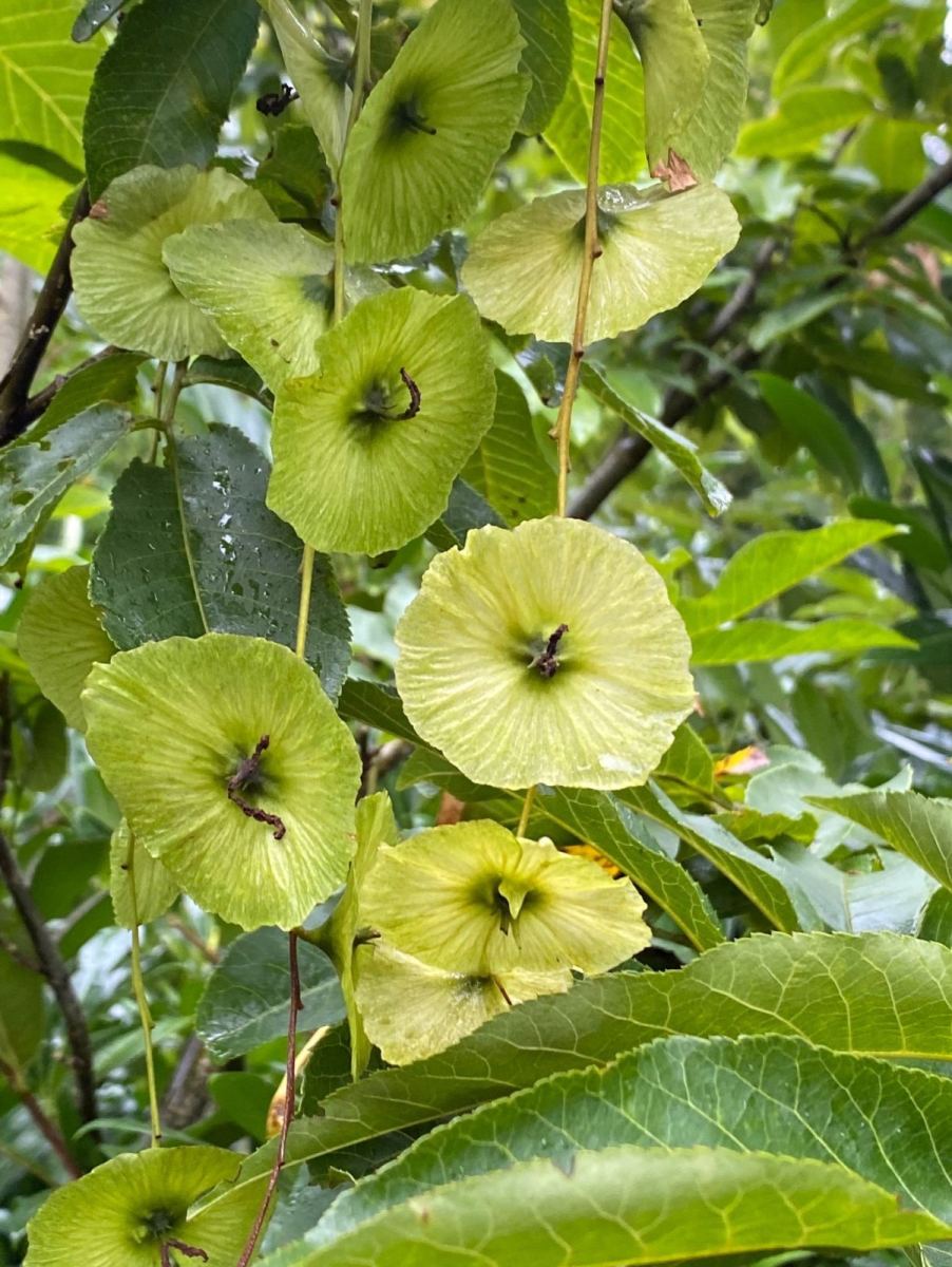 Wheel Wingnut
