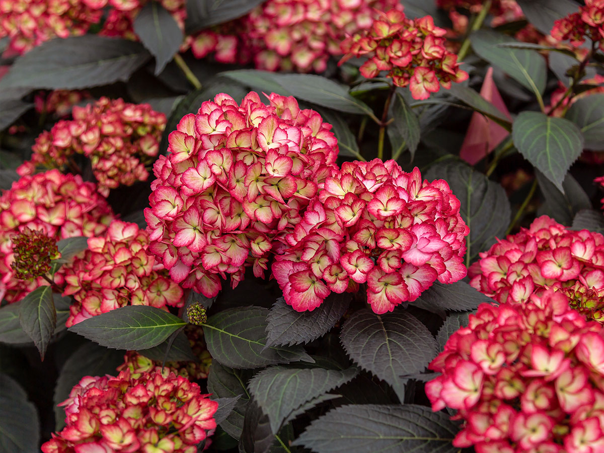 Eclipse Hydrangea