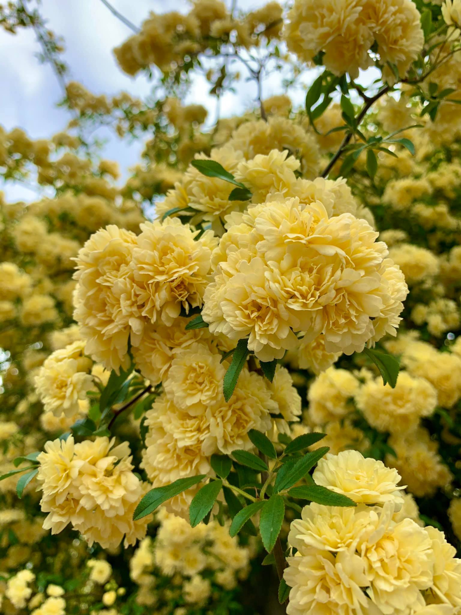 Lady Banks Rose