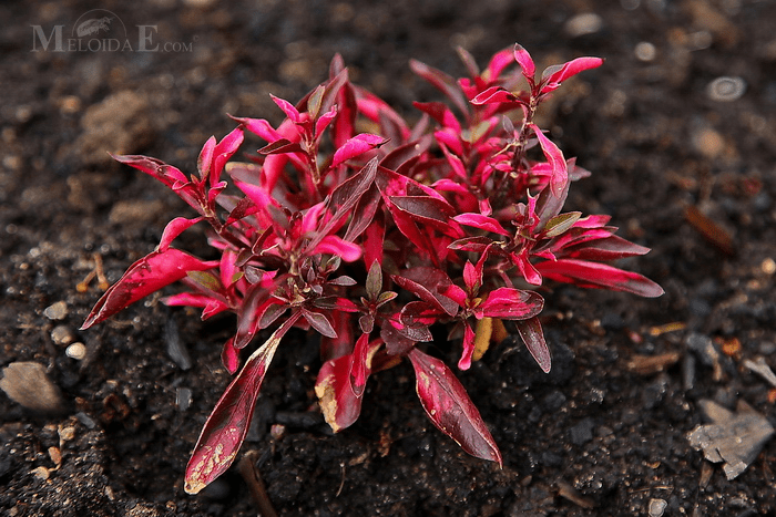 Calico Plant