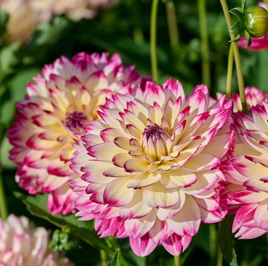 Dahlia Aphrodite