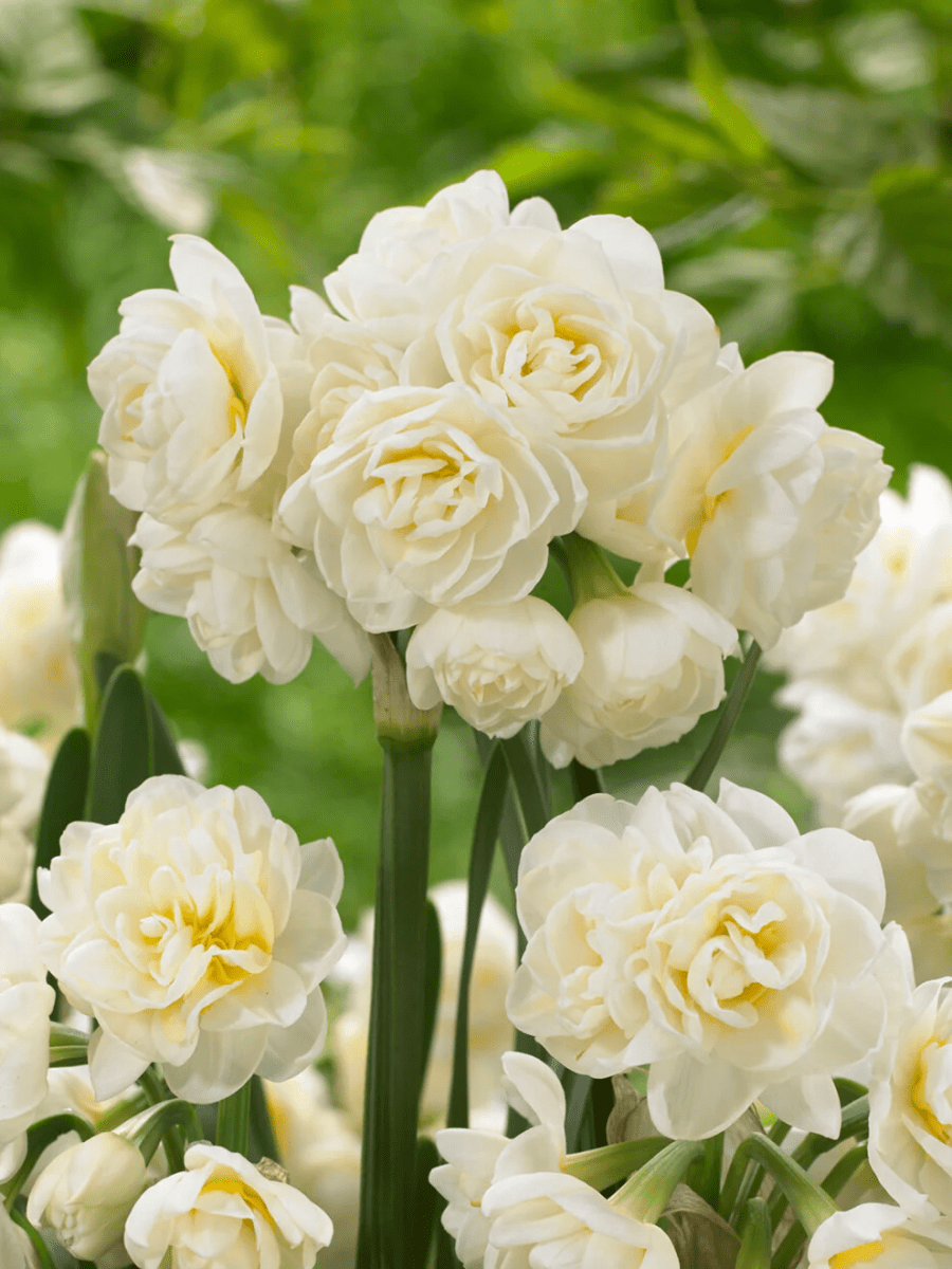 Daffodil Erlicheer