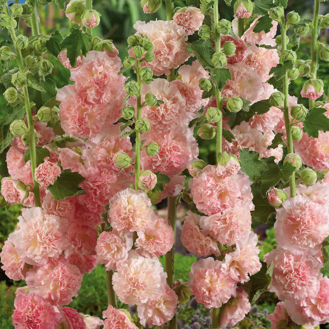 Hollyhock Peaches ’n Dreams