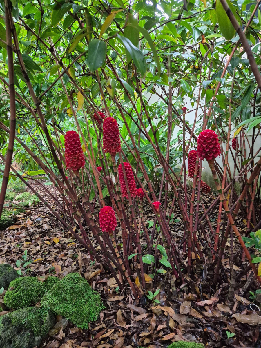 Indonesian wax ginger