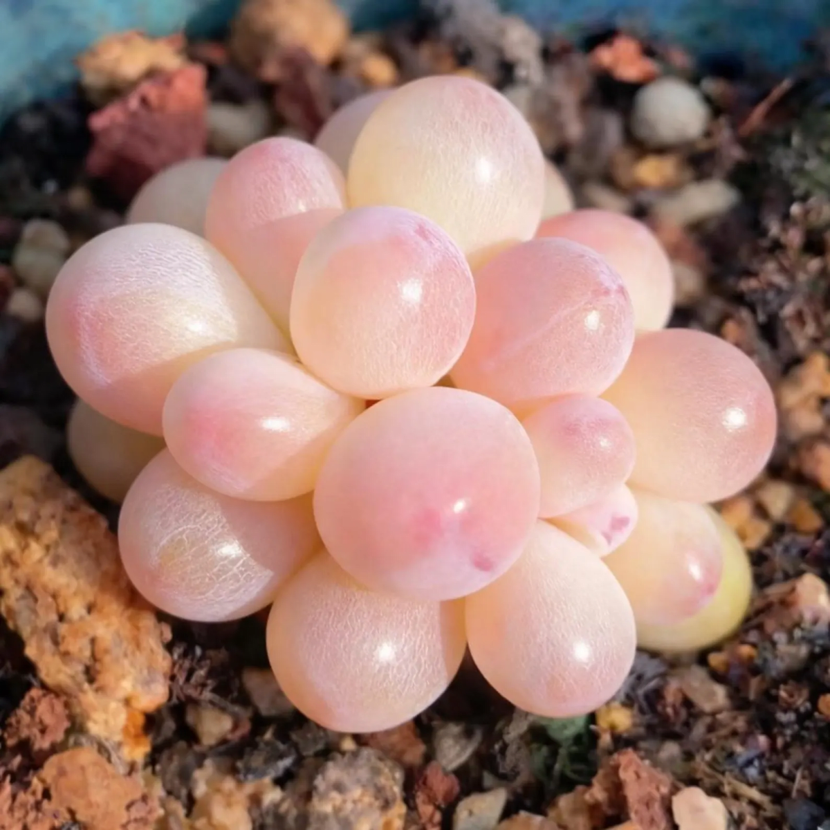 jewel-leaf plant