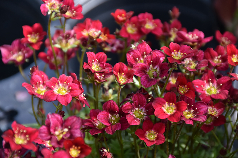 rockery saxifrage