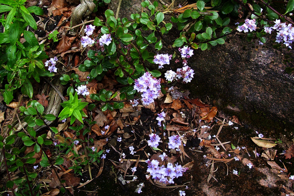 New Zealand lilac