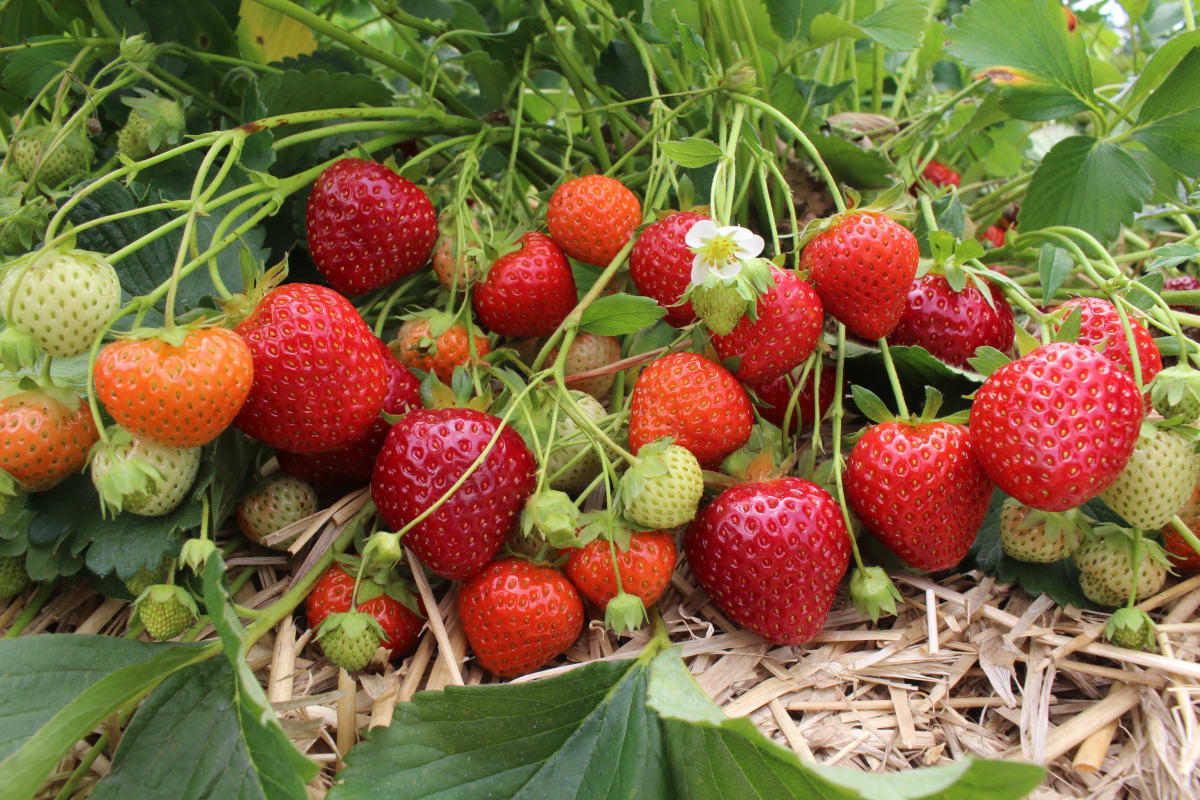 Garden strawberry