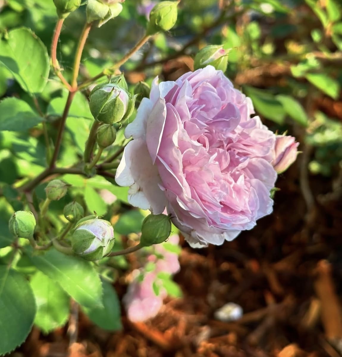 Rainy blue rose